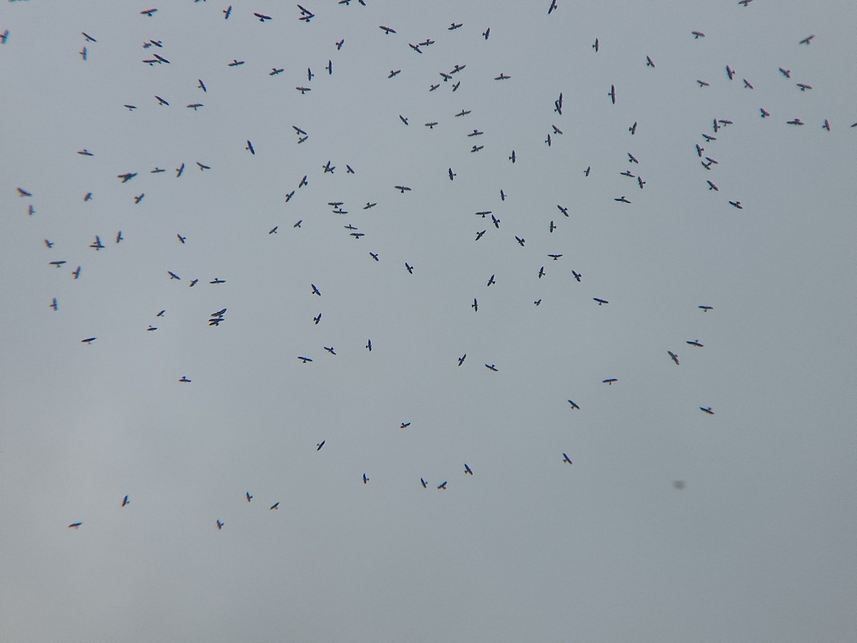 Mississippi Kite - ML634165578