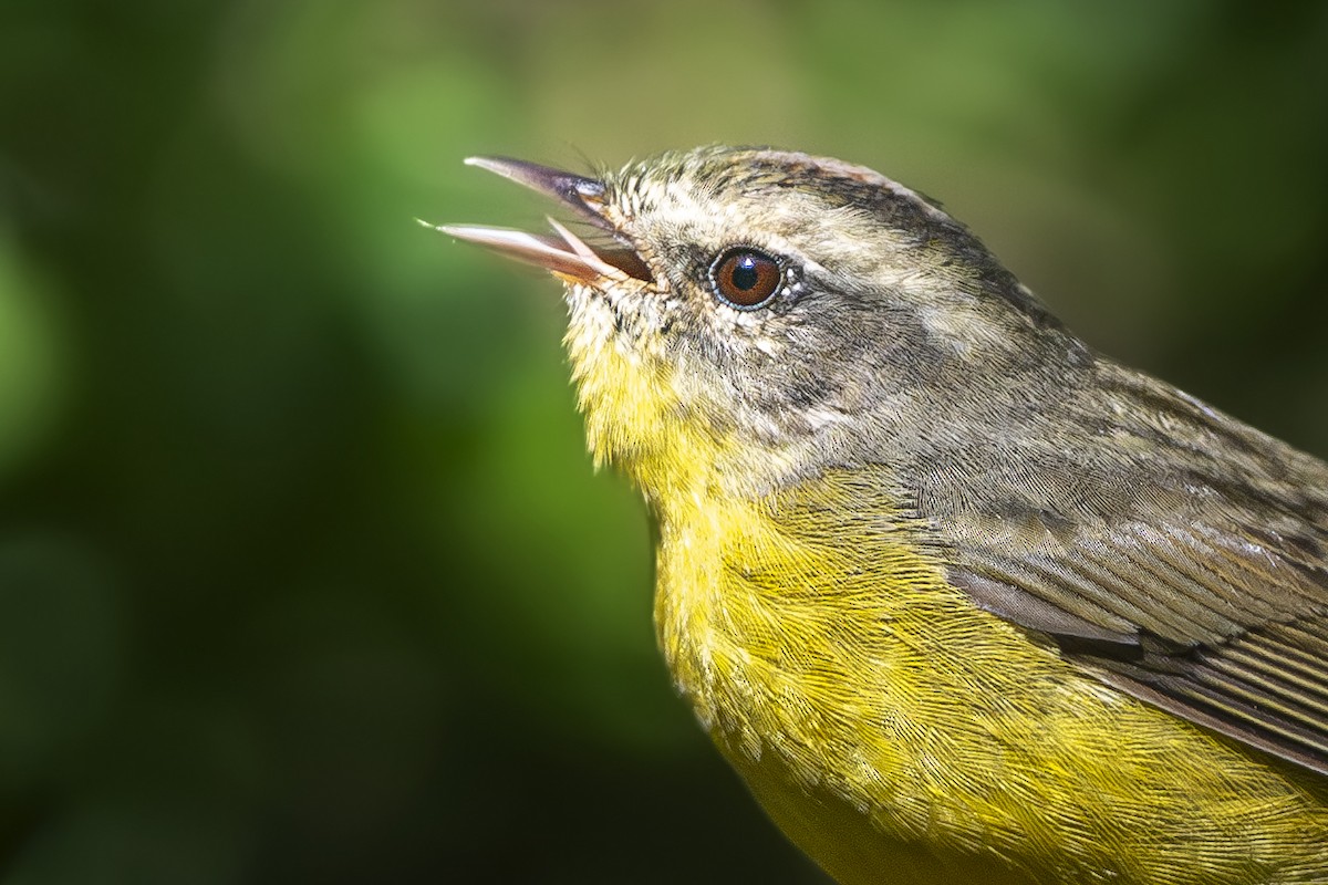 Golden-crowned Warbler - ML634165865