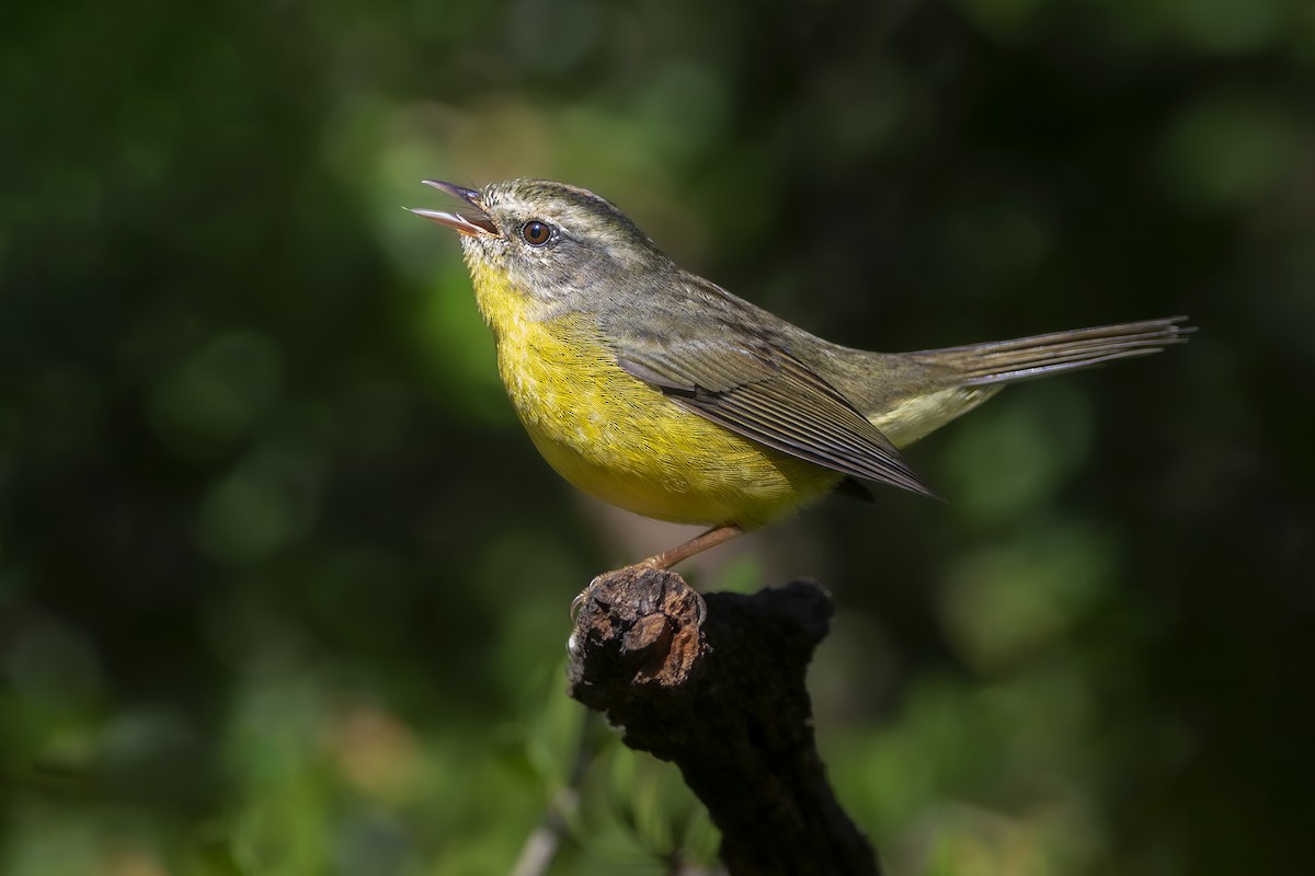 Golden-crowned Warbler - ML634165866