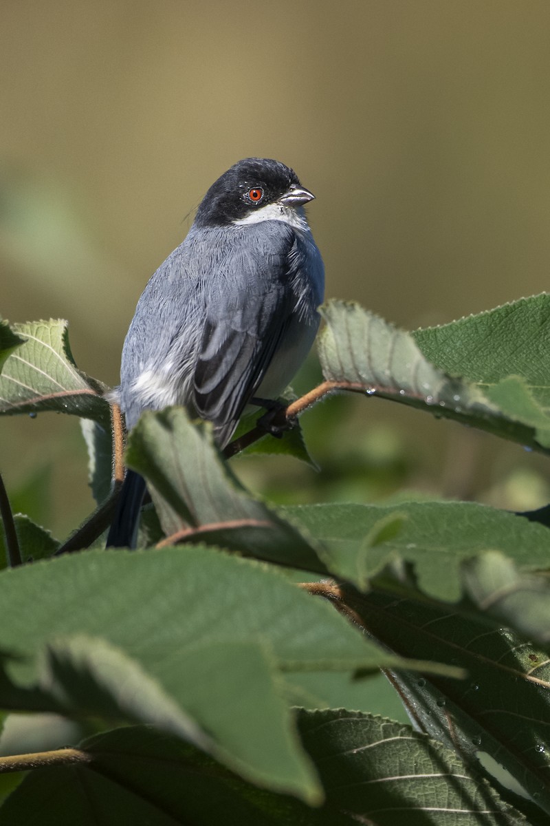 Black-capped Warbling Finch - ML634165872