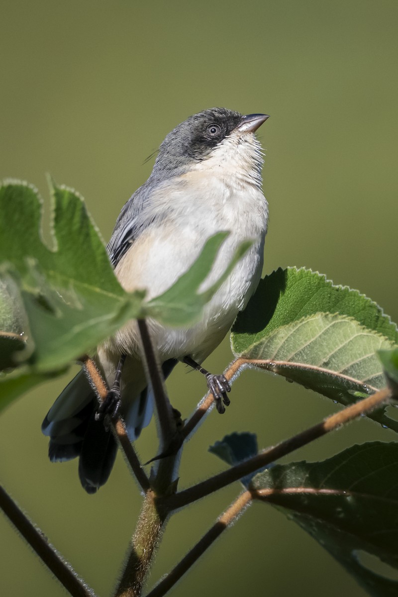 Black-capped Warbling Finch - ML634165873