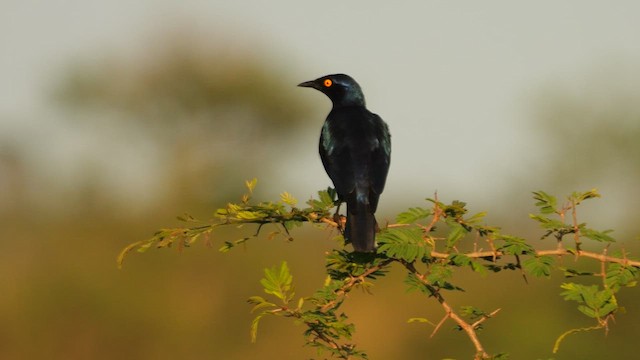 Cape Starling - ML634165987