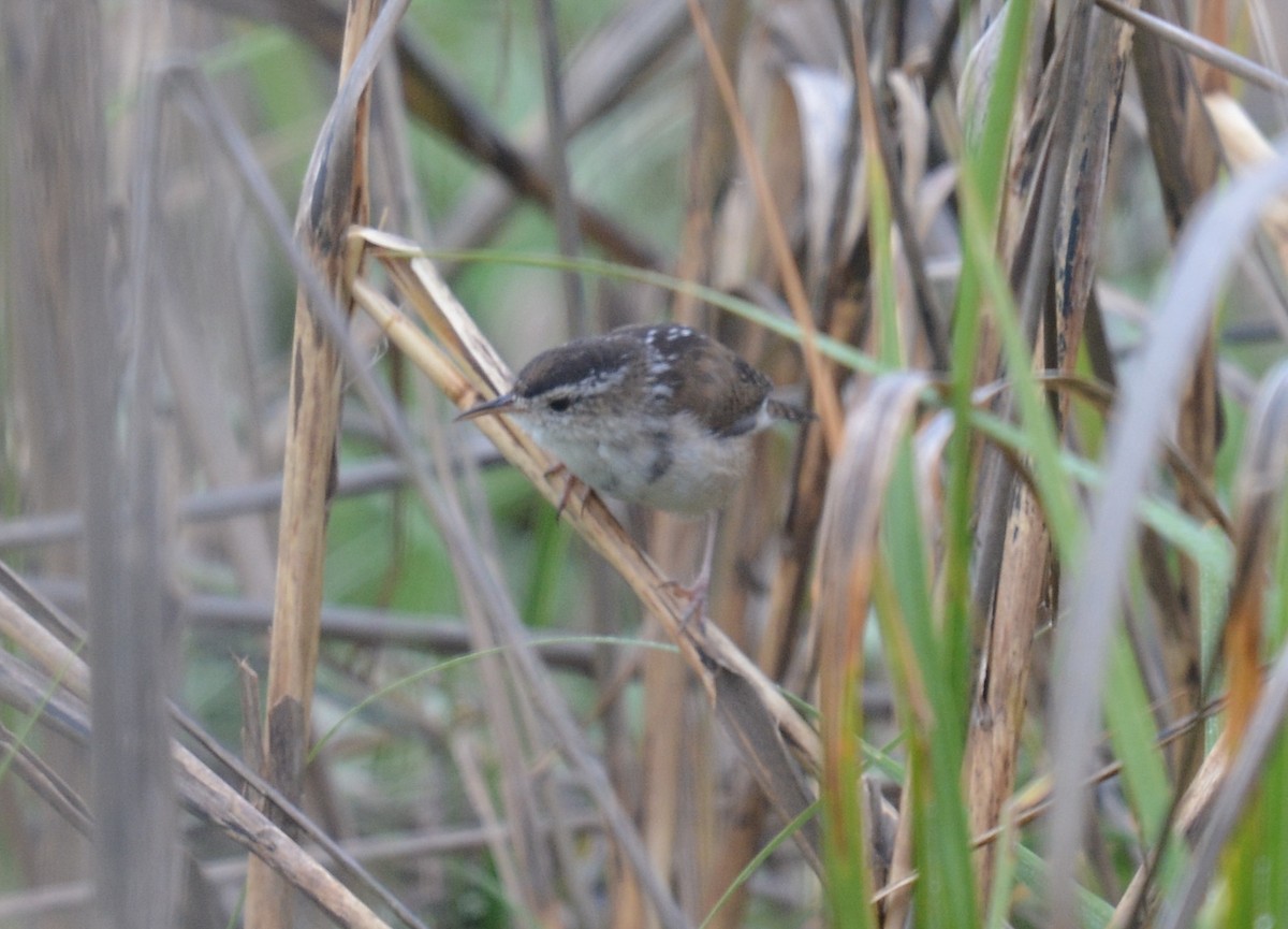 Marsh Wren - ML634166009
