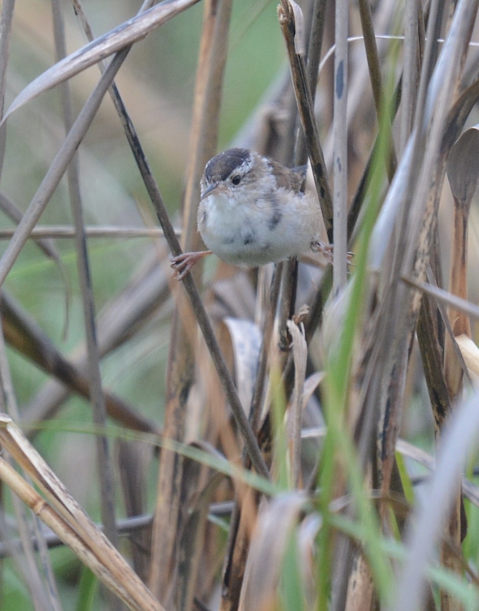 Marsh Wren - ML634166011
