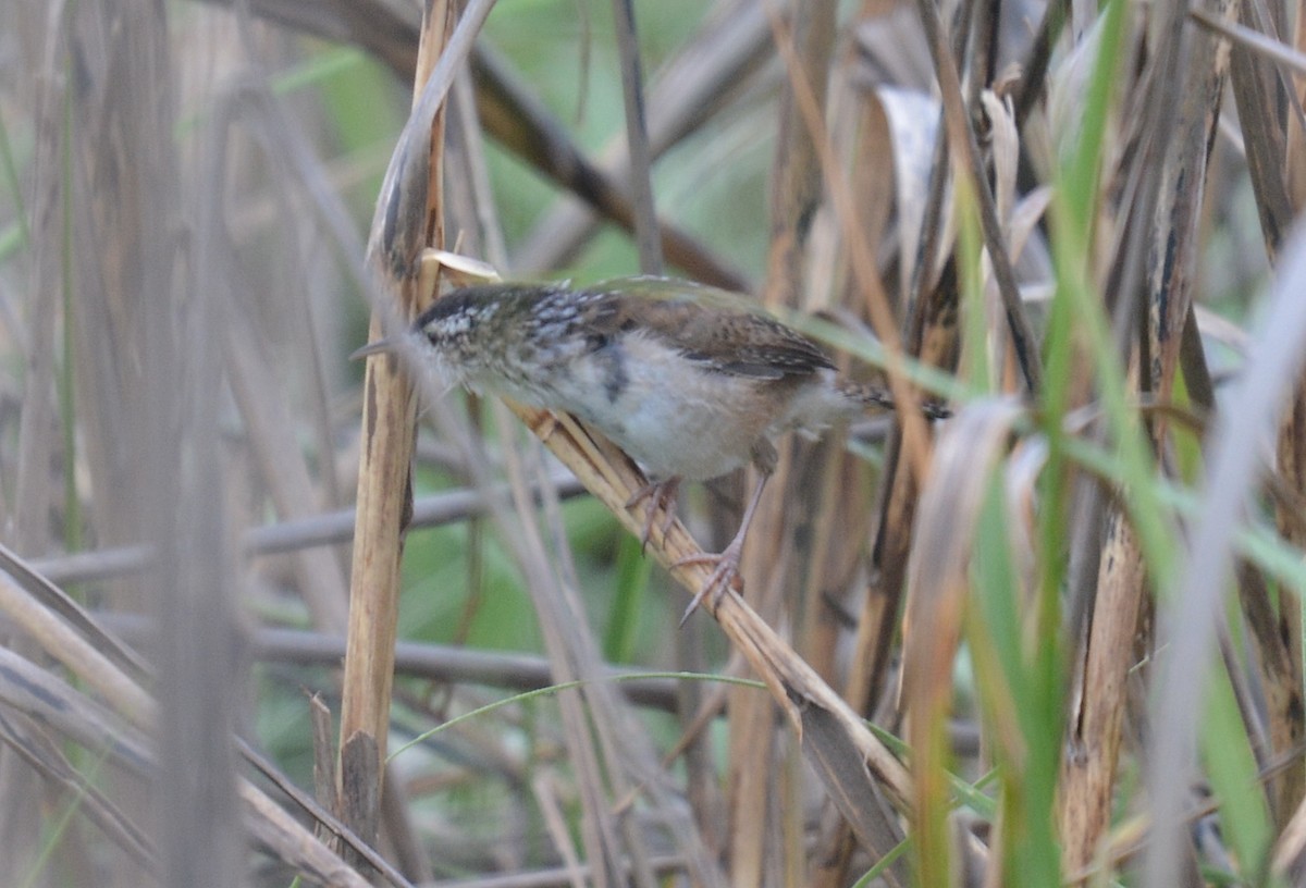 Marsh Wren - ML634166012