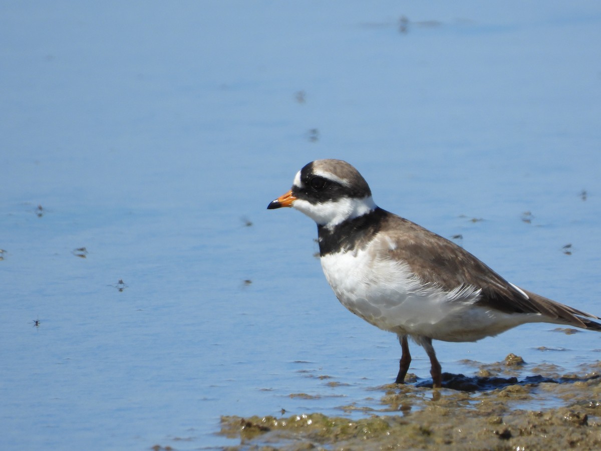 Chorlitejo Grande - ML634166030