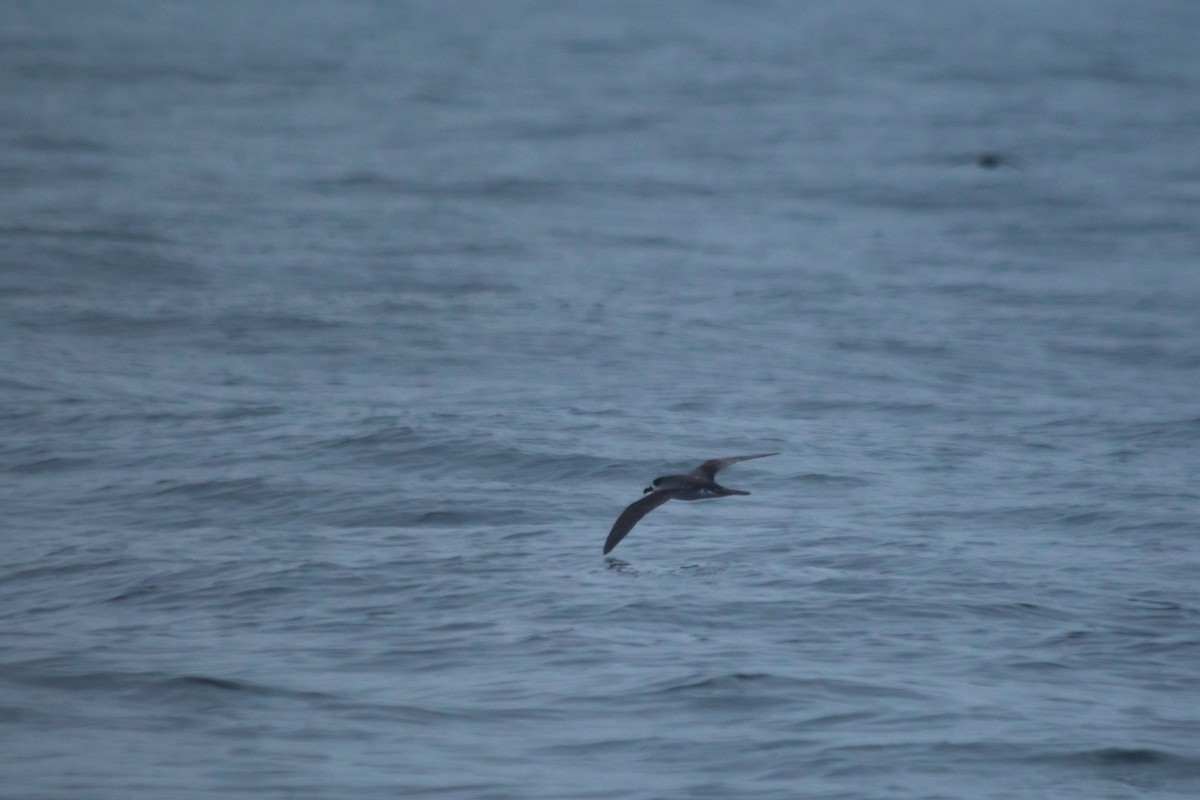 Masatierra Petrel - ML634166068