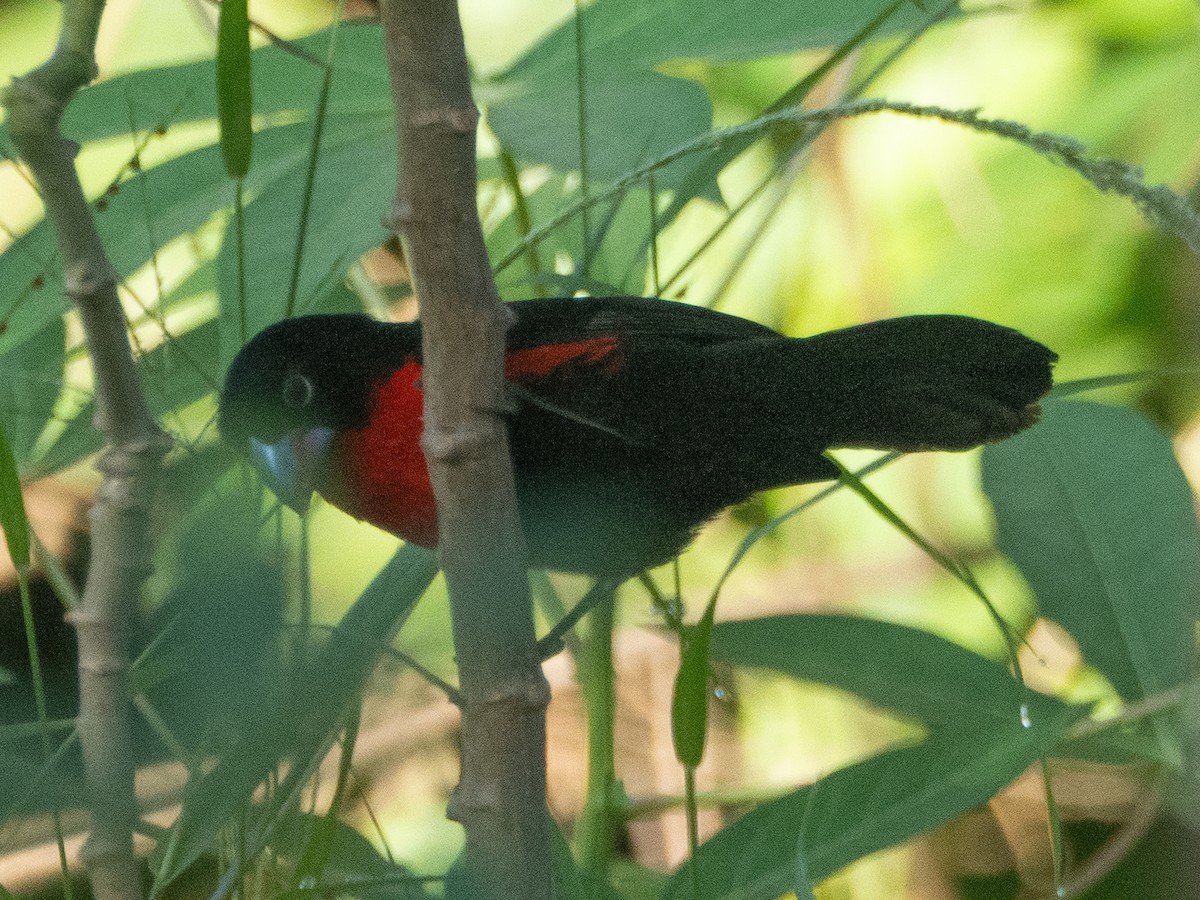 Western Bluebill - ML634166089