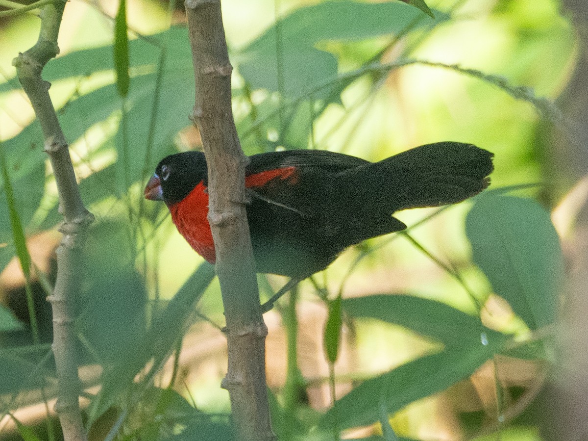 Western Bluebill - ML634166090