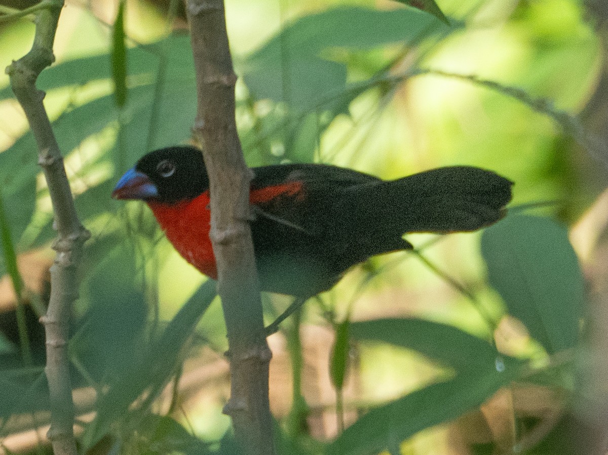 Western Bluebill - ML634166091