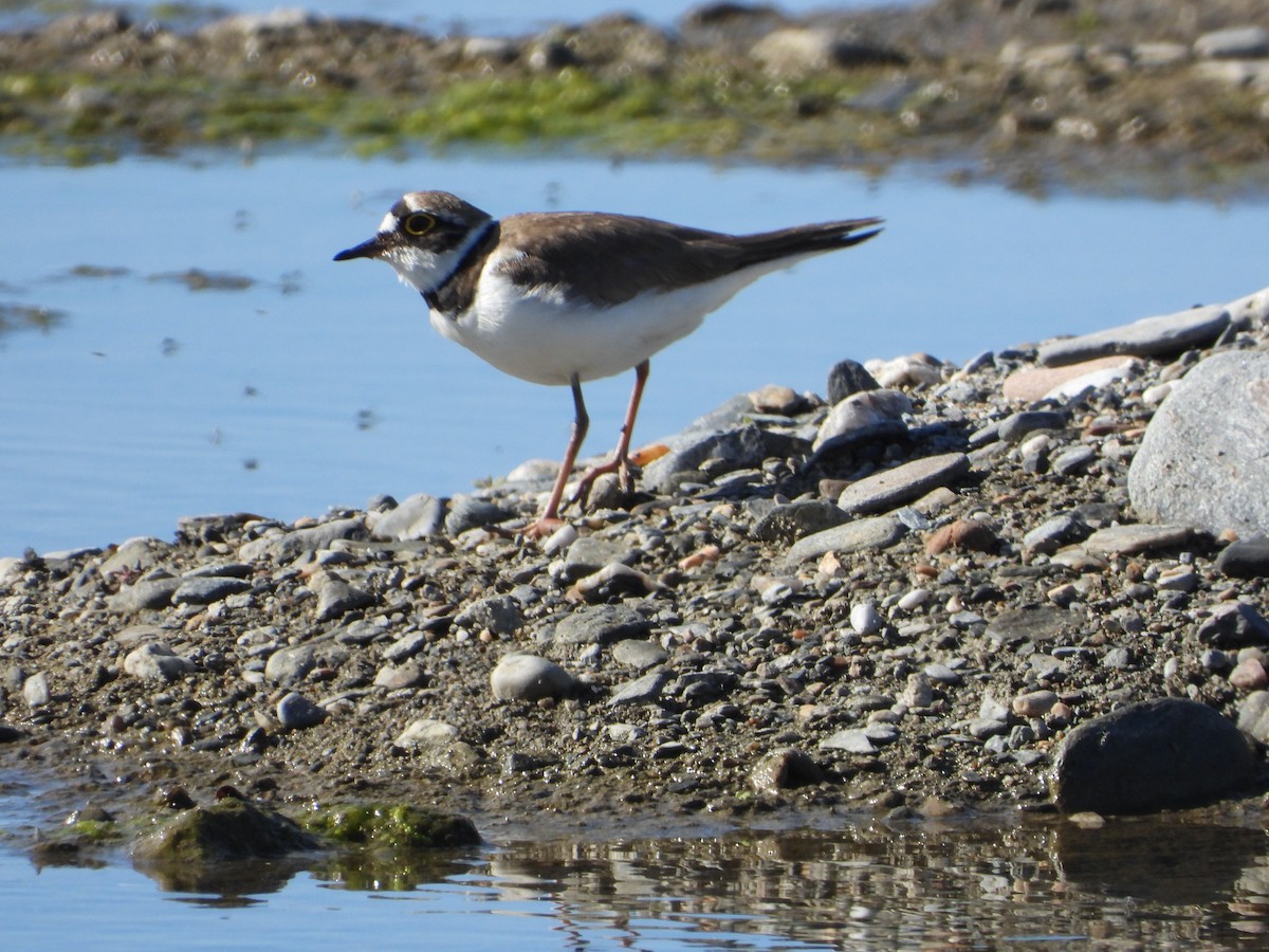 Chorlitejo Chico - ML634166103