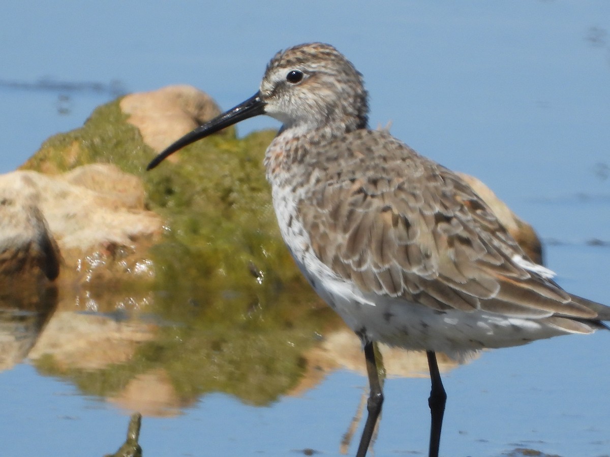 Correlimos Zarapitín - ML634166127