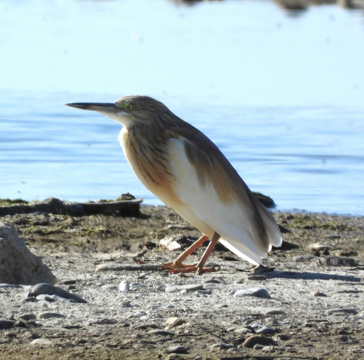 Garcilla Cangrejera - ML634166144