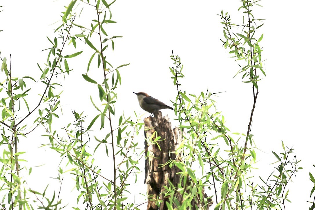 Brown-headed Nuthatch - ML634166300