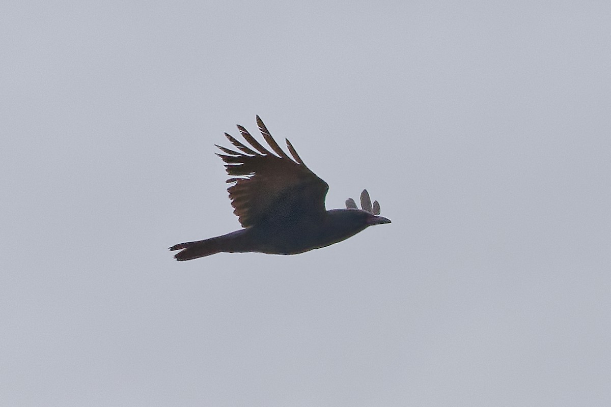Fish Crow - ML634166340