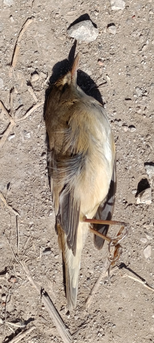 Common Reed Warbler - ML634166375