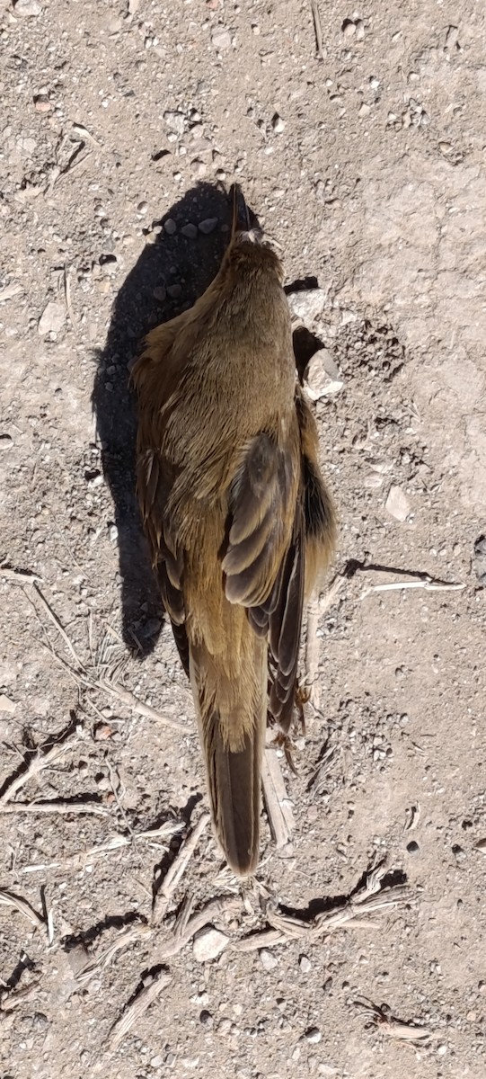 Common Reed Warbler - ML634166376