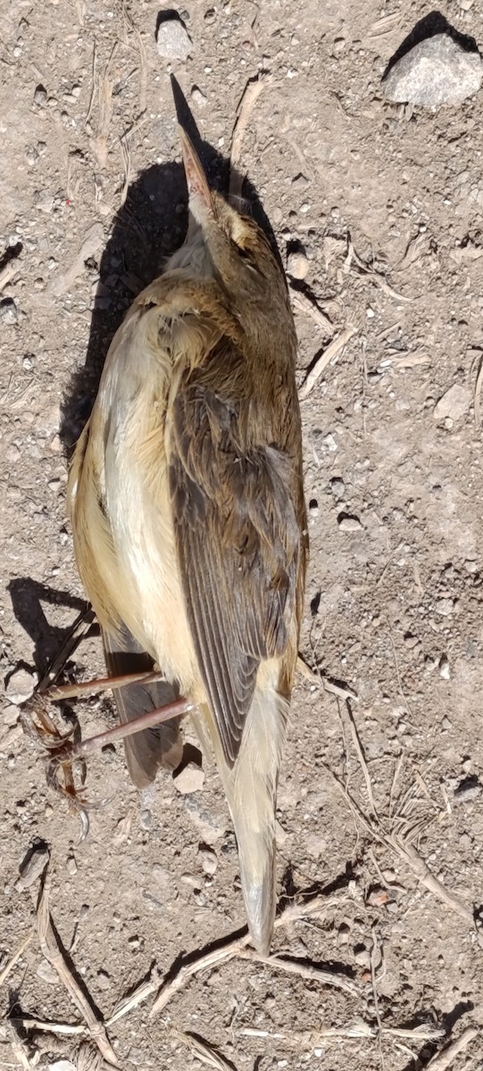 Common Reed Warbler - ML634166377