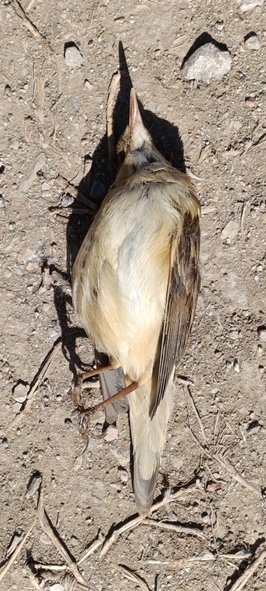Common Reed Warbler - ML634166379