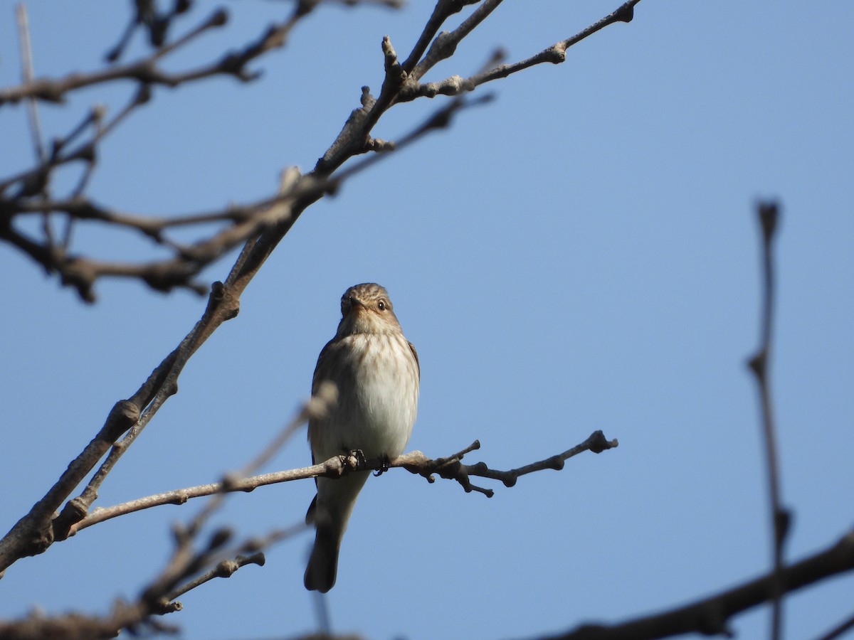 Papamoscas Gris - ML634166500