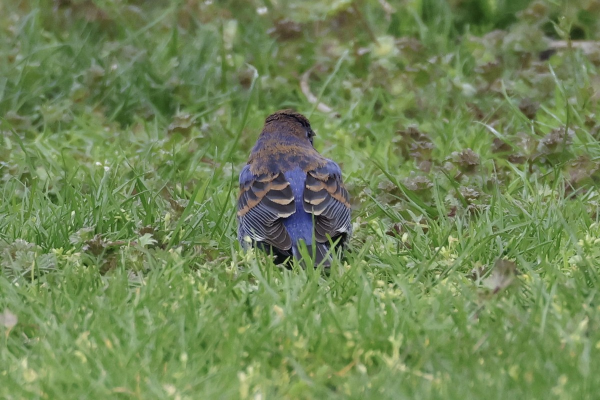 Blue Grosbeak - ML634166601