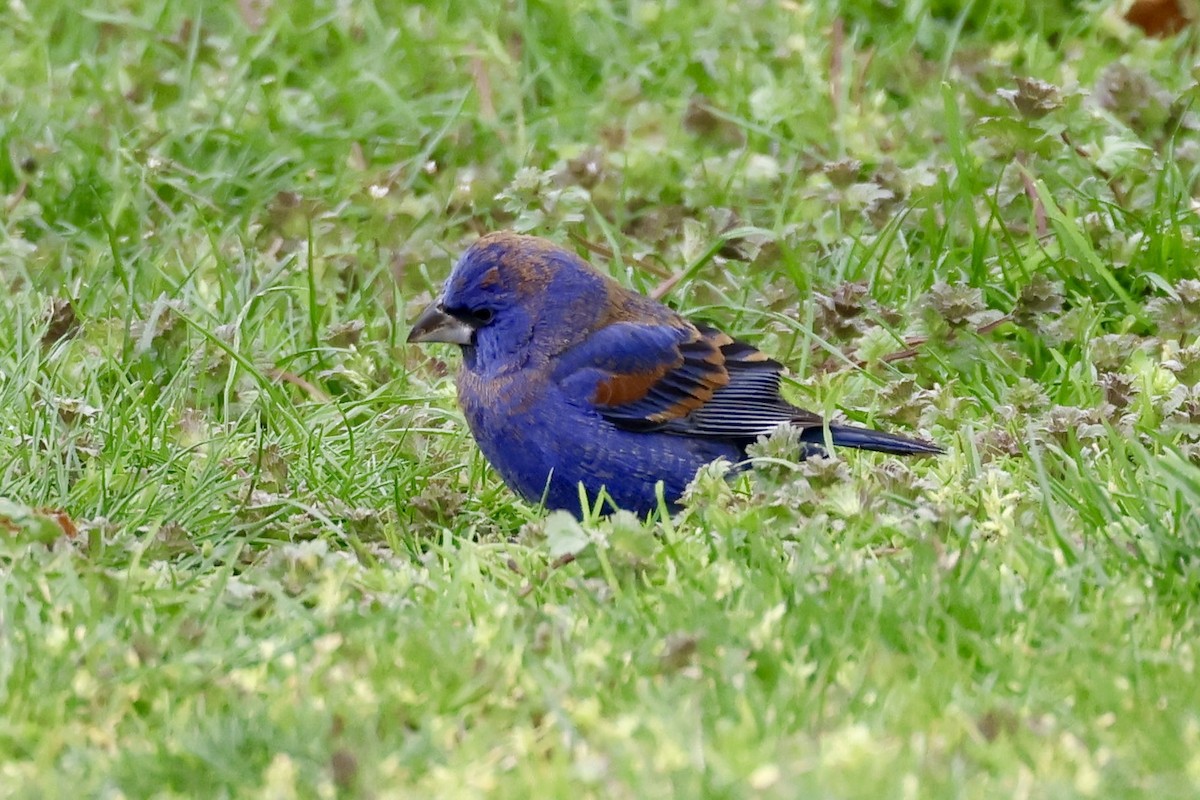 Blue Grosbeak - ML634166602