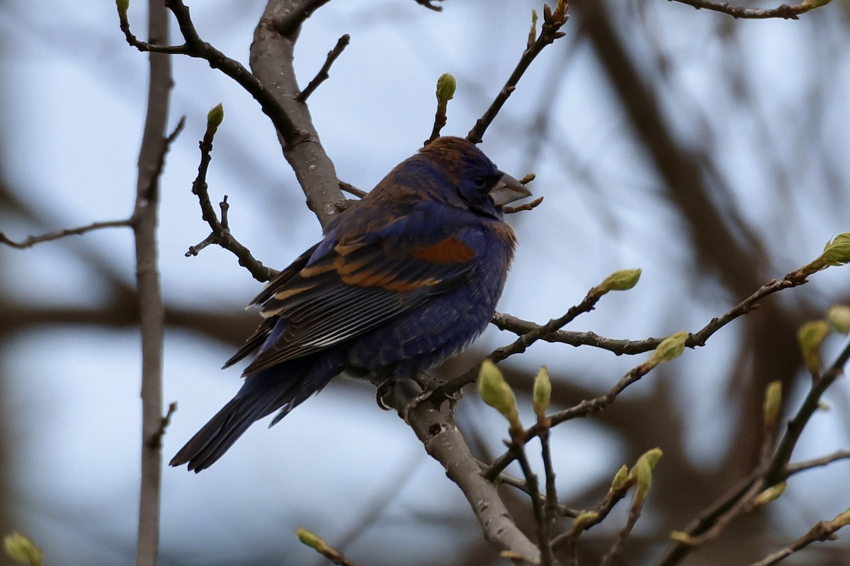 Blue Grosbeak - ML634166616