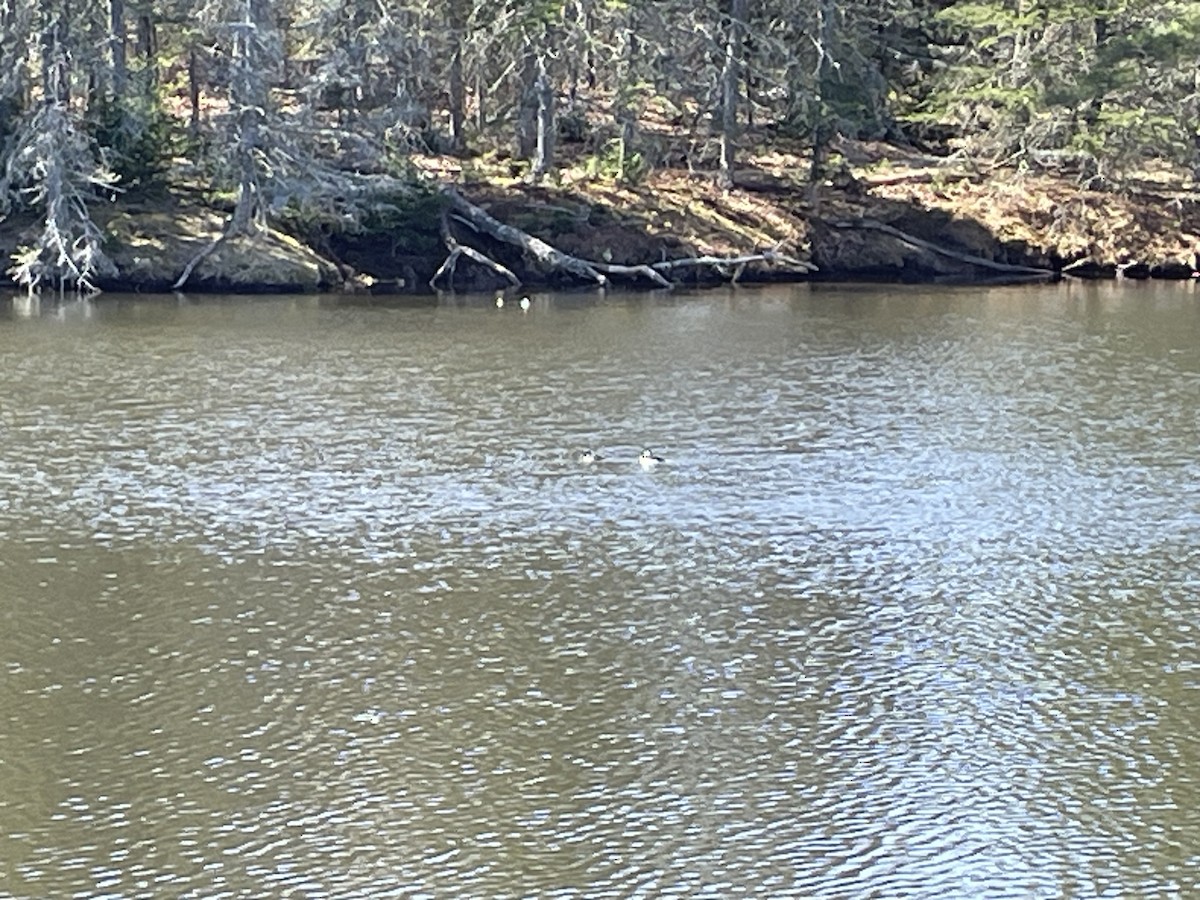 Bufflehead - ML634166624