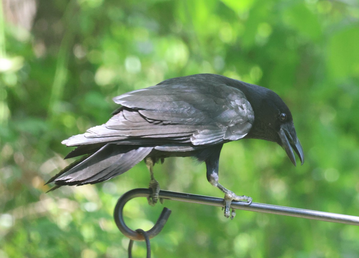 Fish Crow - ML634166717