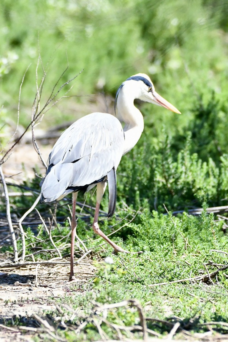 Gray Heron - ML634166827