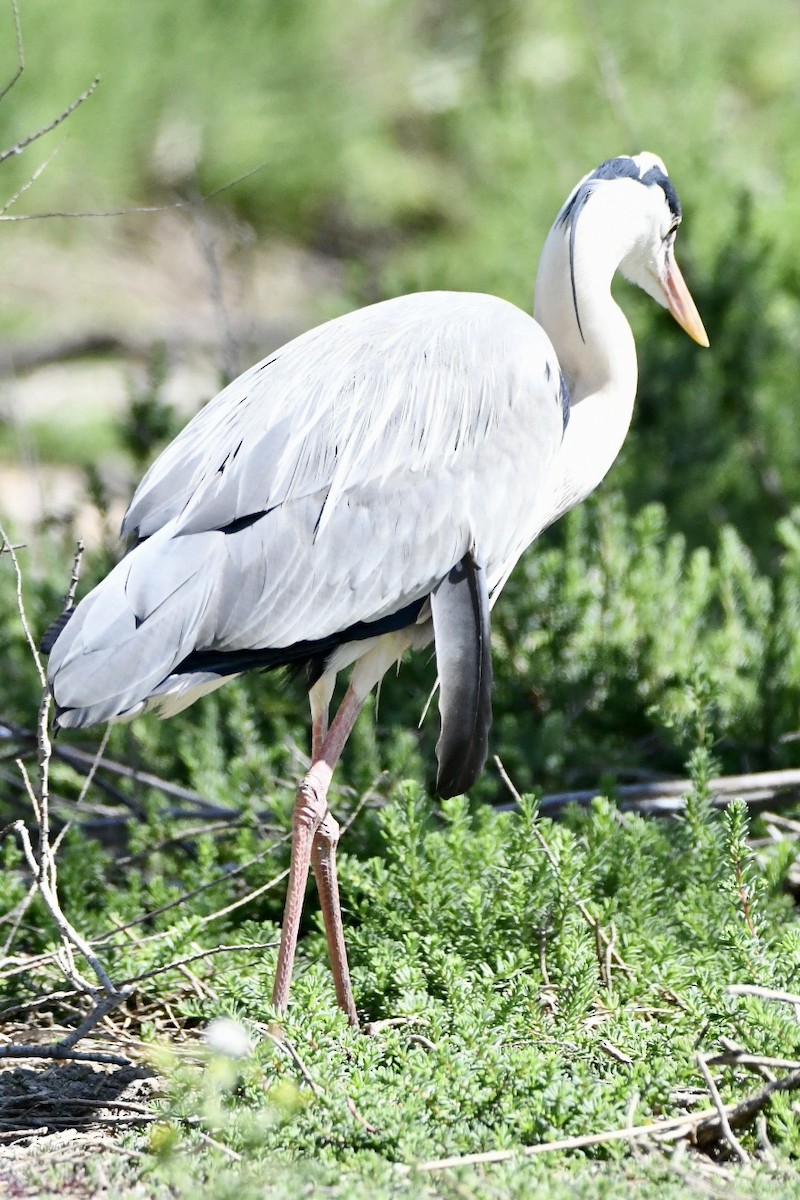 Gray Heron - ML634166828