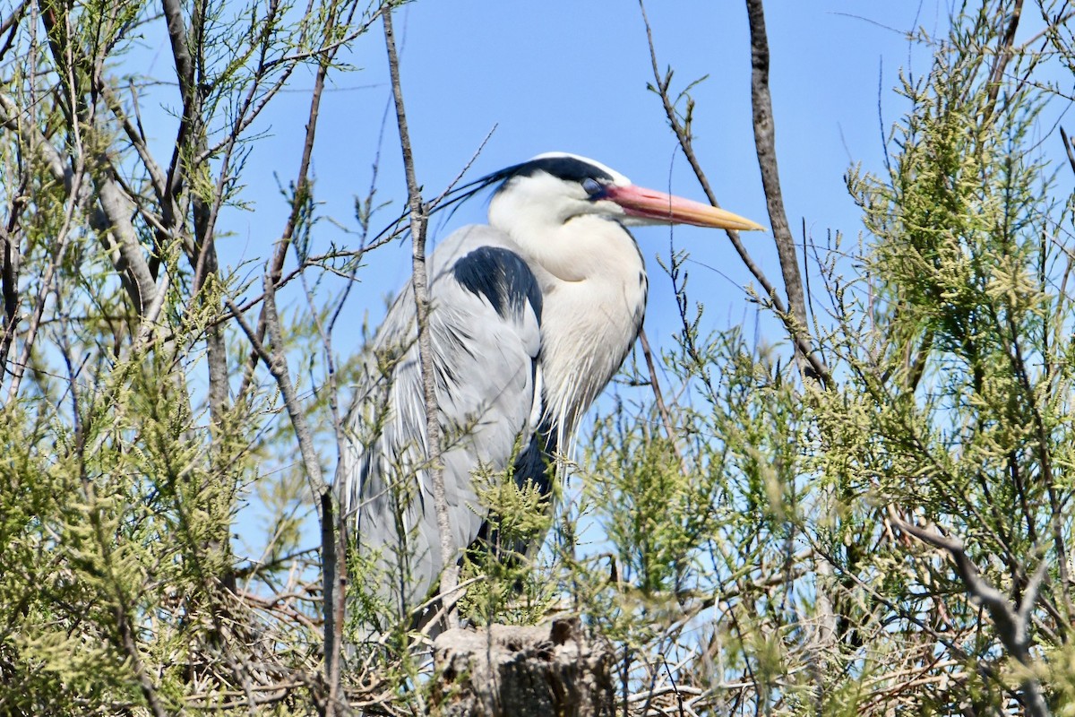 Gray Heron - ML634166829
