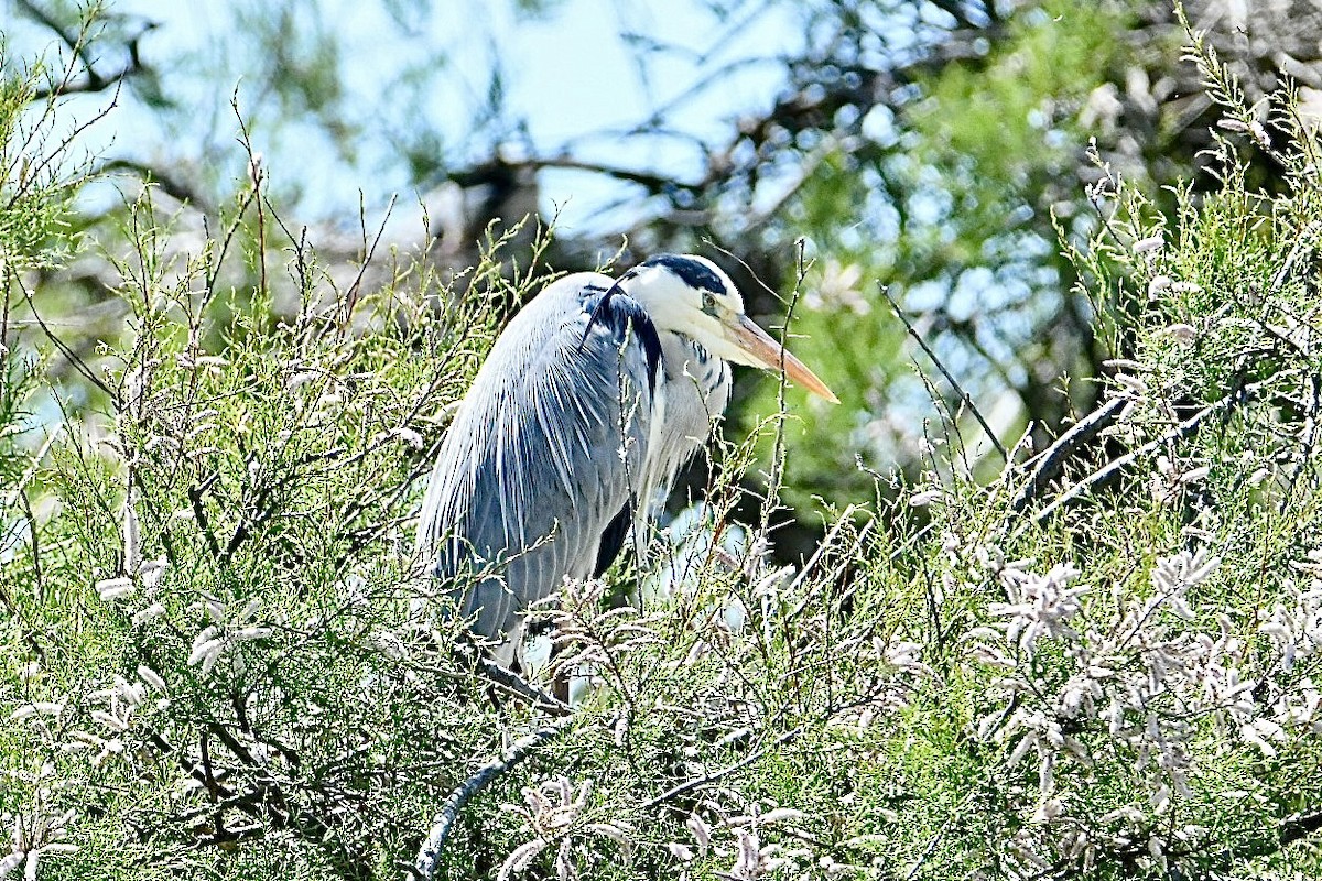 Gray Heron - ML634166831