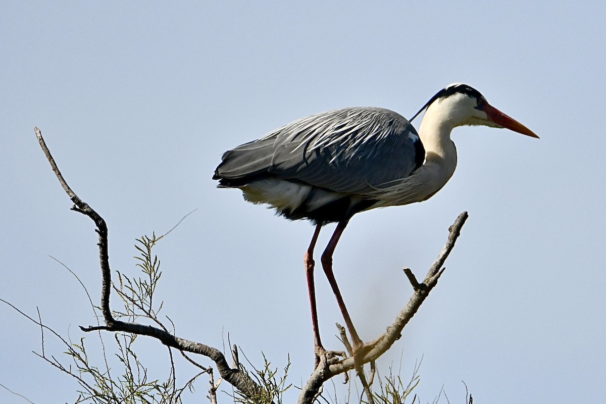 Gray Heron - ML634166833