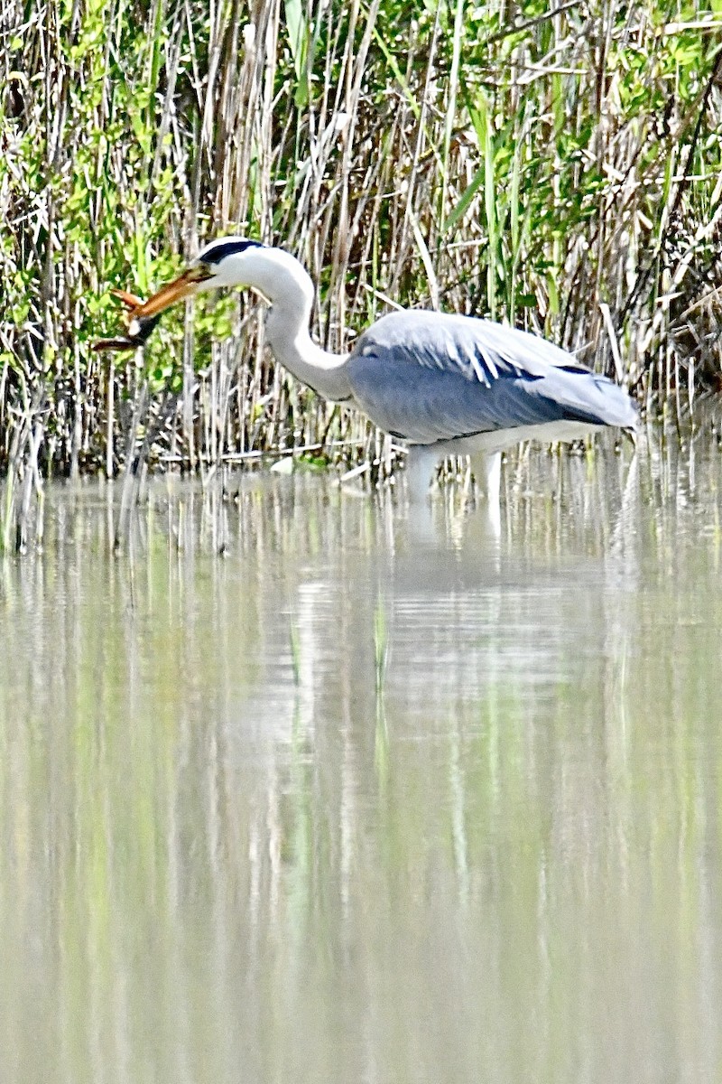 Gray Heron - ML634166834