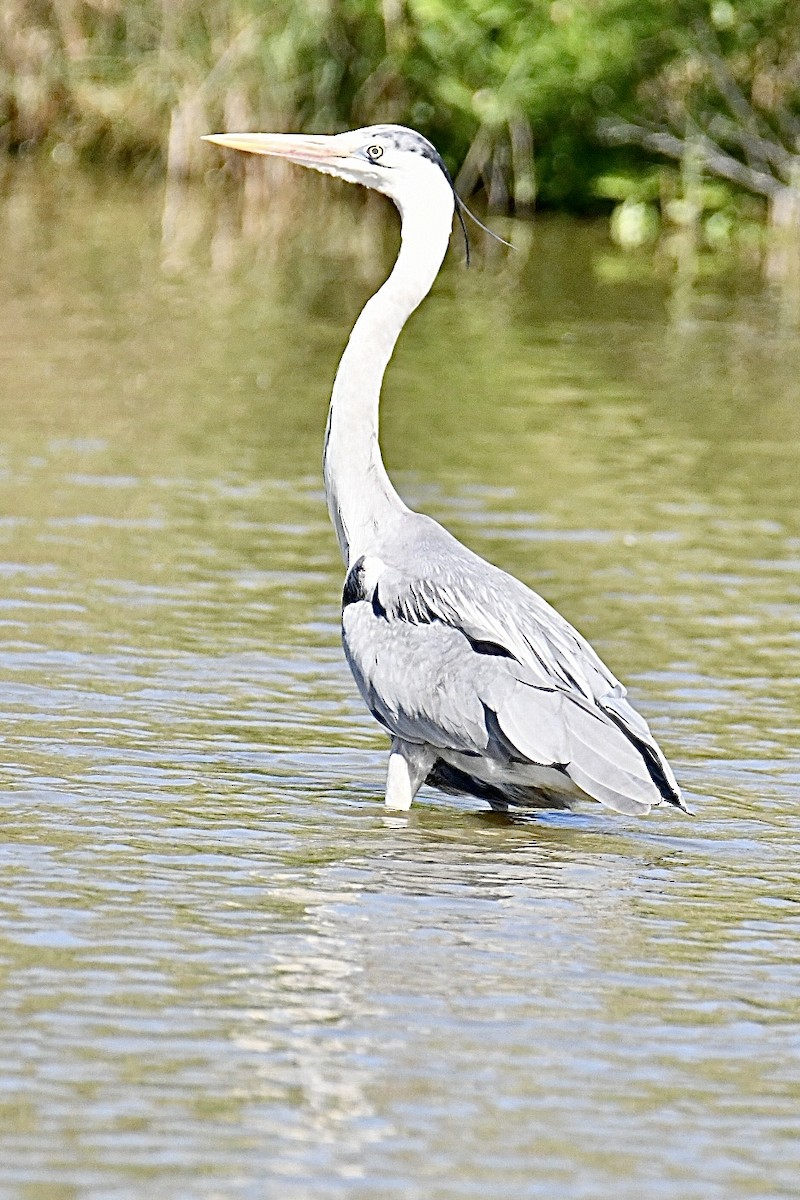 Gray Heron - ML634166835