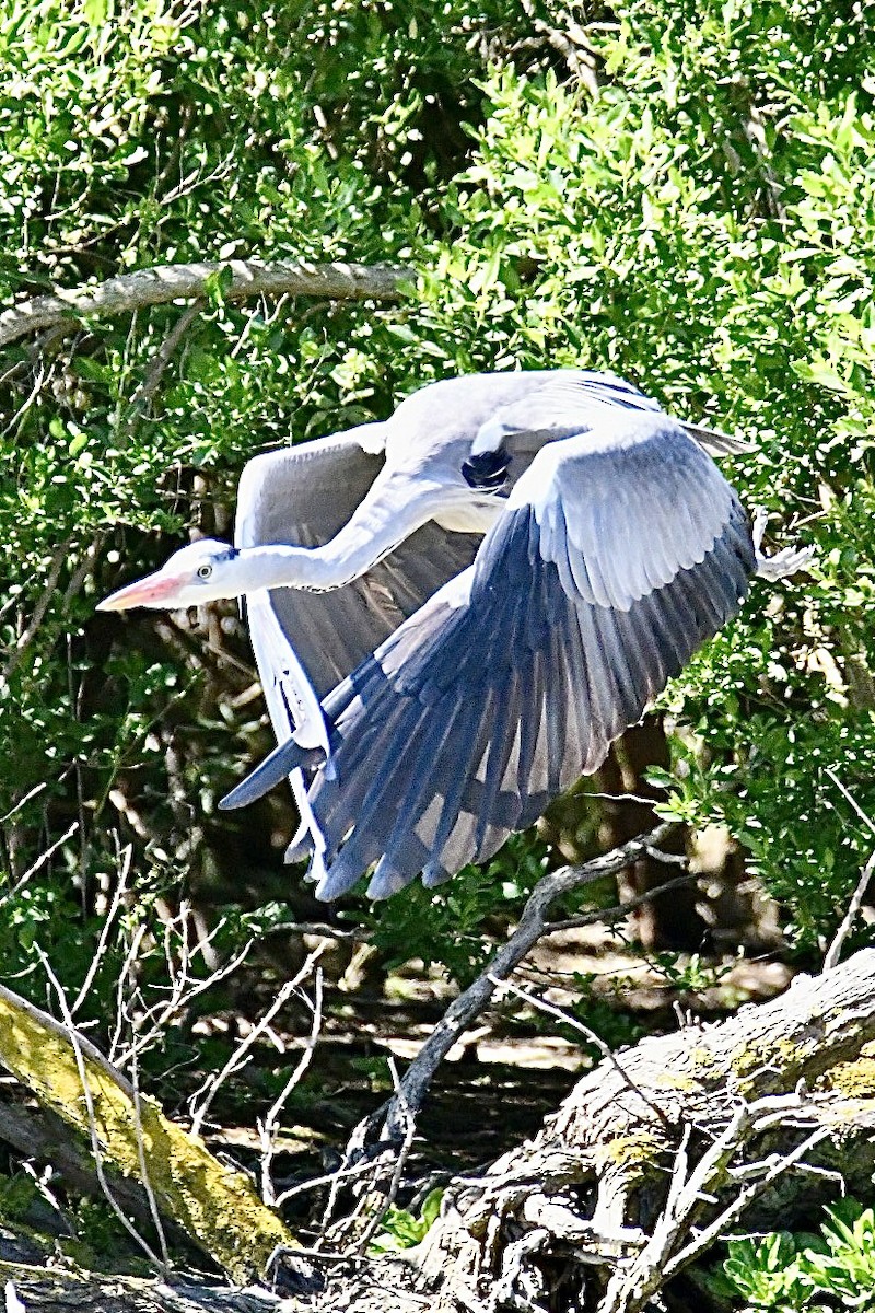 Gray Heron - ML634166836