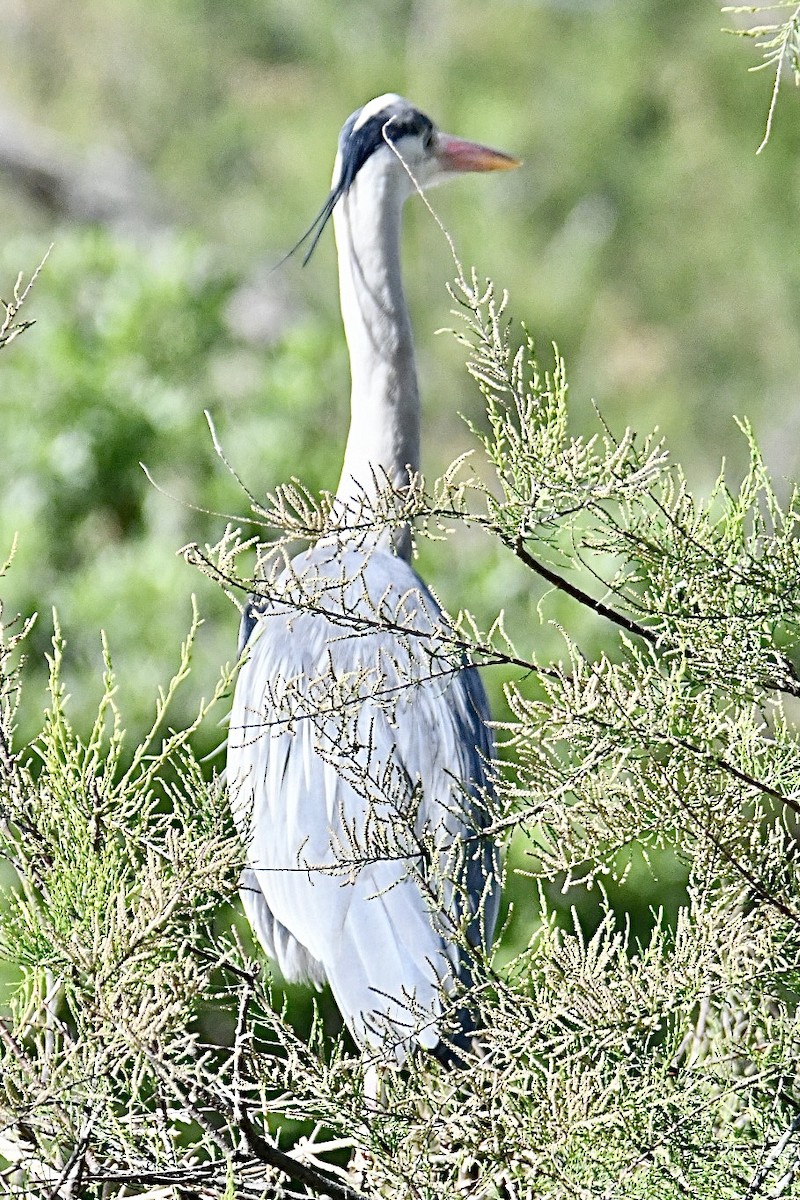 Gray Heron - ML634166837