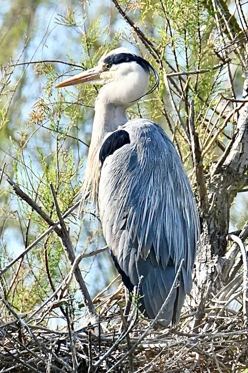Gray Heron - ML634166838