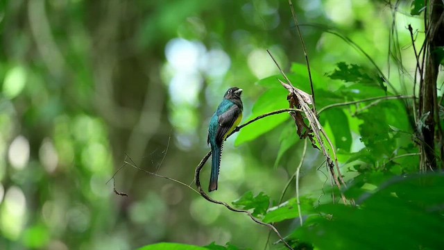 trogon modroocasý - ML634166905