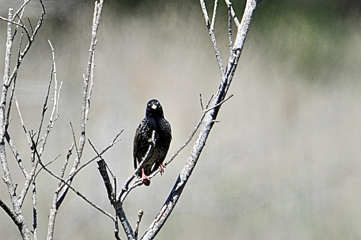 European Starling - ML634166906