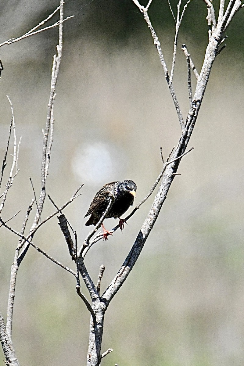 European Starling - ML634166907