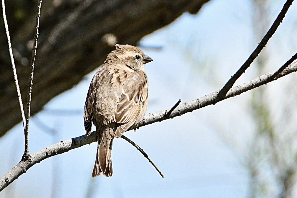 House Sparrow - ML634166934