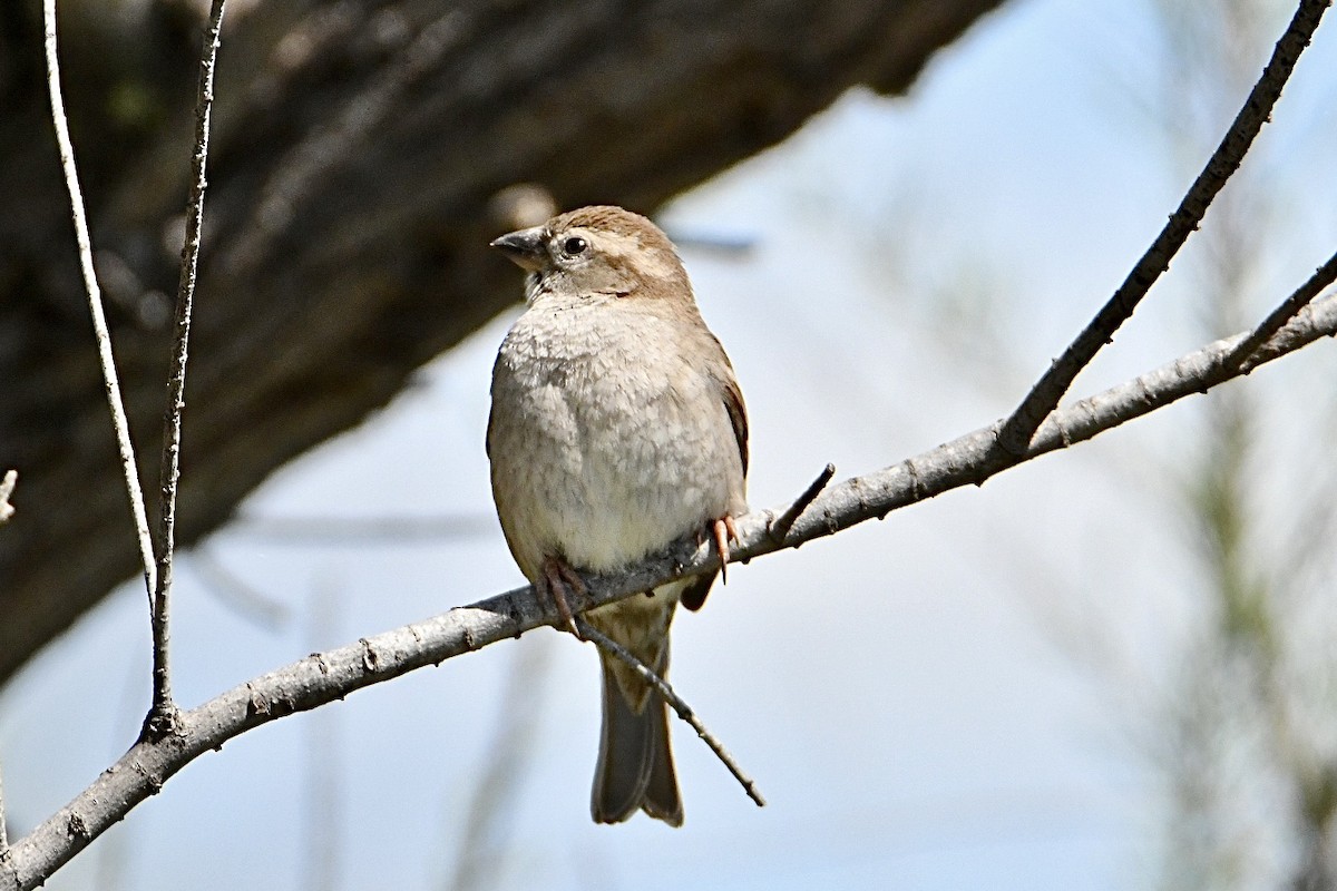 House Sparrow - ML634166935