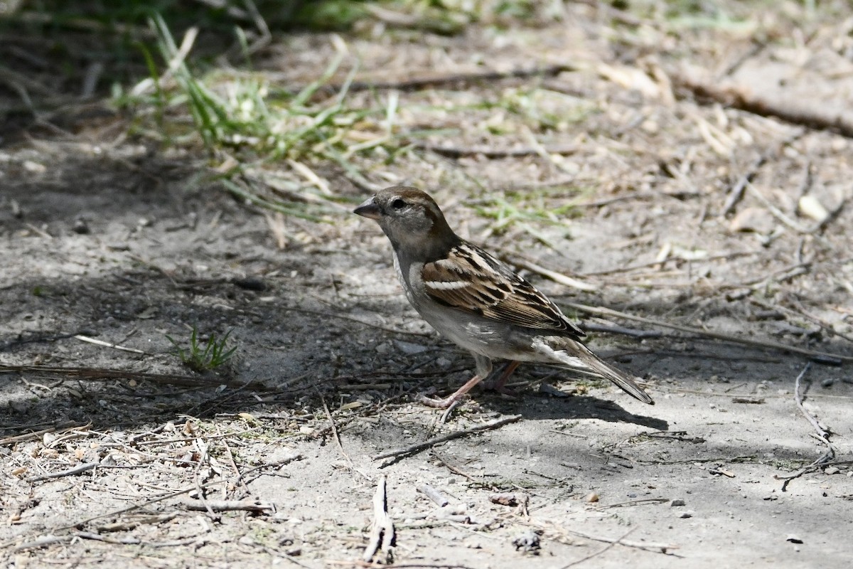 House Sparrow - ML634166936