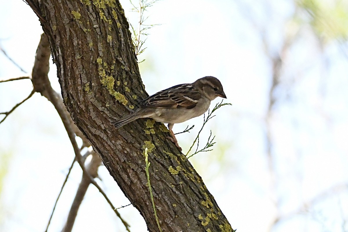 House Sparrow - ML634166937