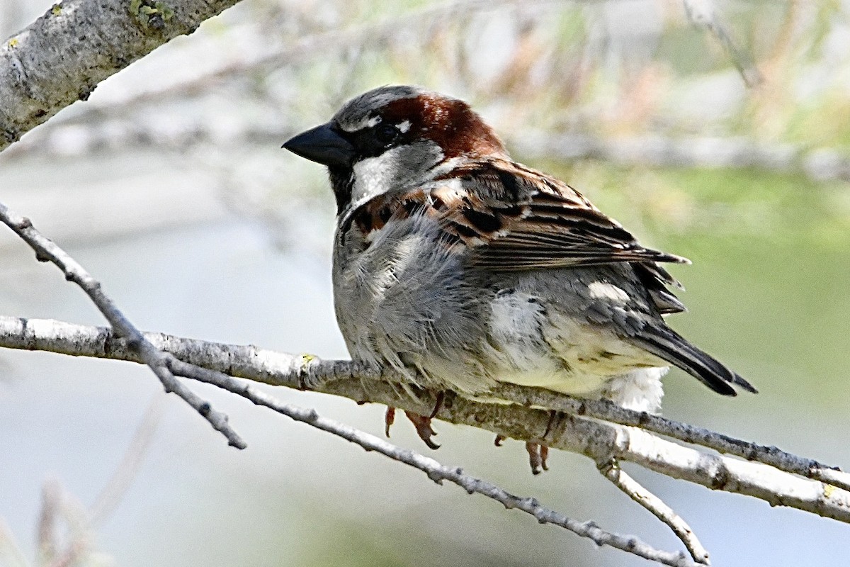 House Sparrow - ML634166938