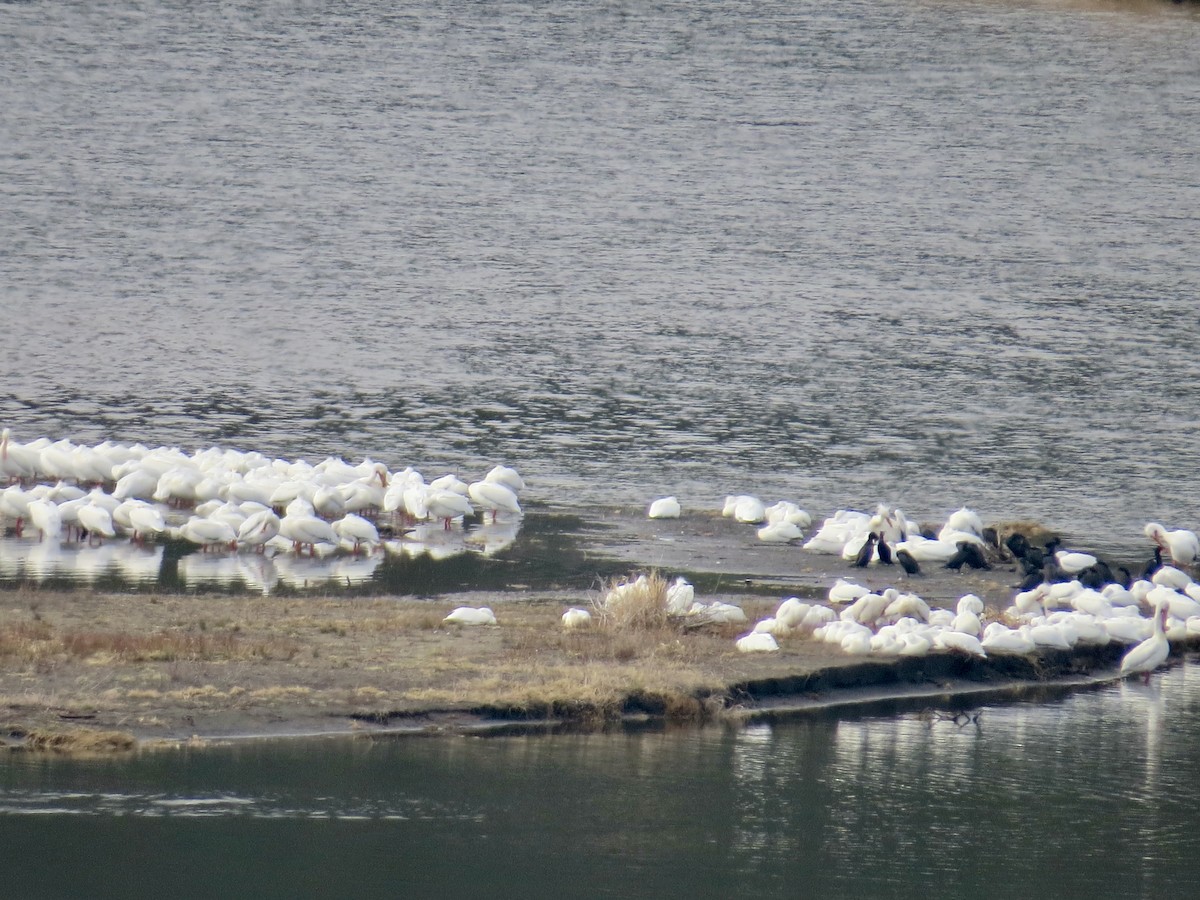 Double-crested Cormorant - ML634166980