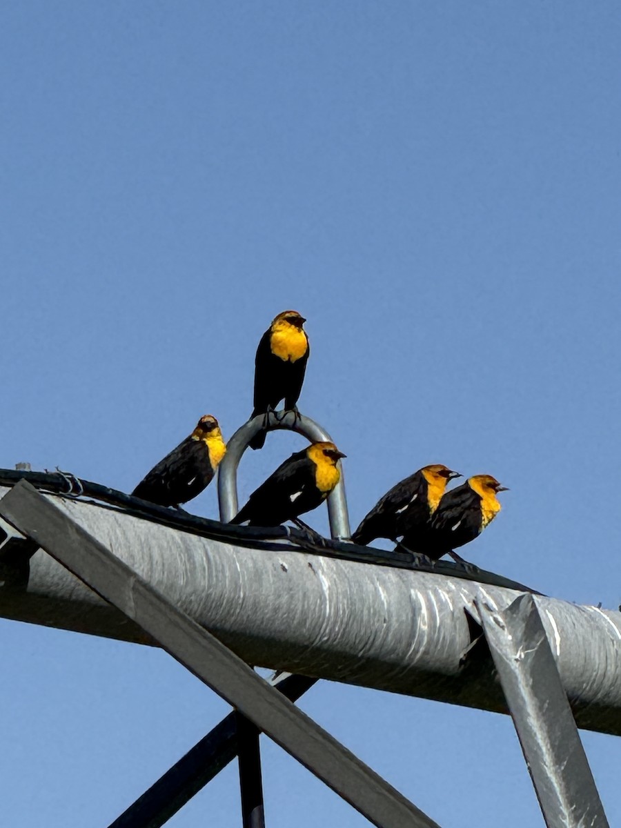 Yellow-headed Blackbird - ML634167210