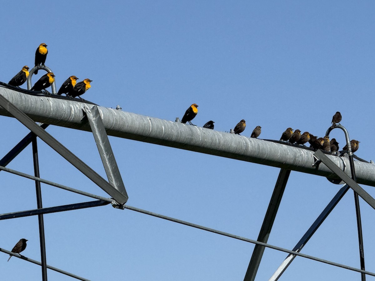 Yellow-headed Blackbird - ML634167211
